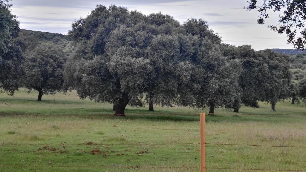 El Alcornocal Casa Rural El Trilloゲストハウス エクステリア 写真